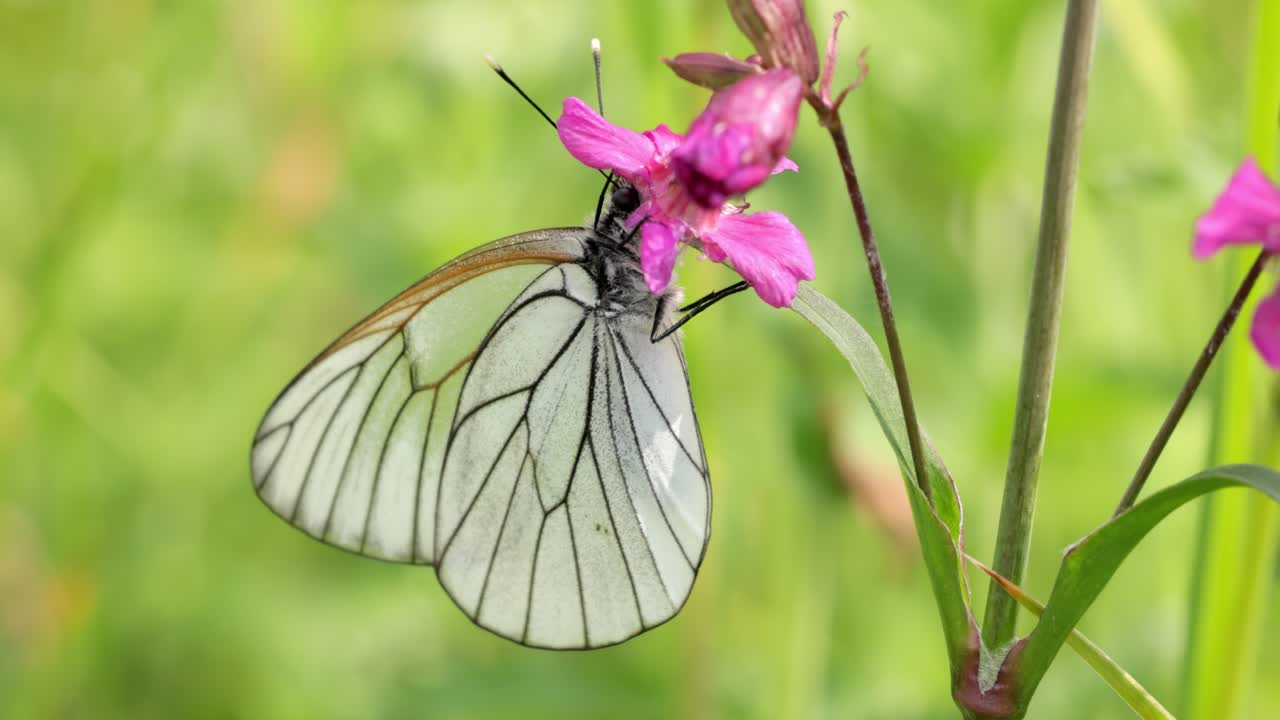 Butterfly Aporia crataegi, the black-veined white, is a large butterfly of the family Pieridae.