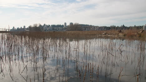 Ruhiges,-Reflektierendes-Flusswasser-Mit-Schwimmendem-Baumstamm,-Der-Das-Neue-Westminster-Im-Hintergrund-Zeigt