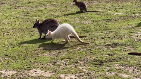 Albino-Wallaby,-Das-Tagsüber-Mit-Einer-Gruppe-Kleiner-Kängurus-Im-Zoo-Herumwandert