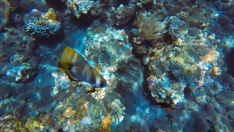 isolated tiera tropical batfish swimming in crystal waters of coral reef in indonesia