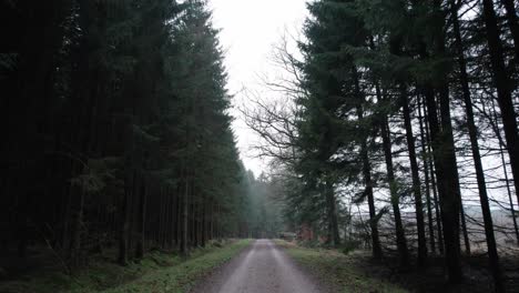 point of view walking on a forest path in a dark forest - dolly in shot