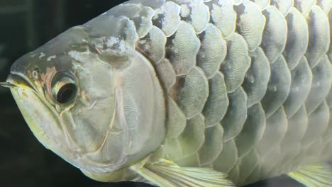 close-up view of a fish scales