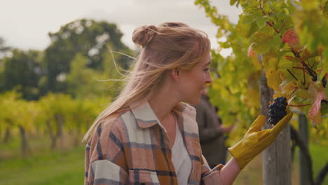 female worker in vineyard checking grapes for wine production during harvest