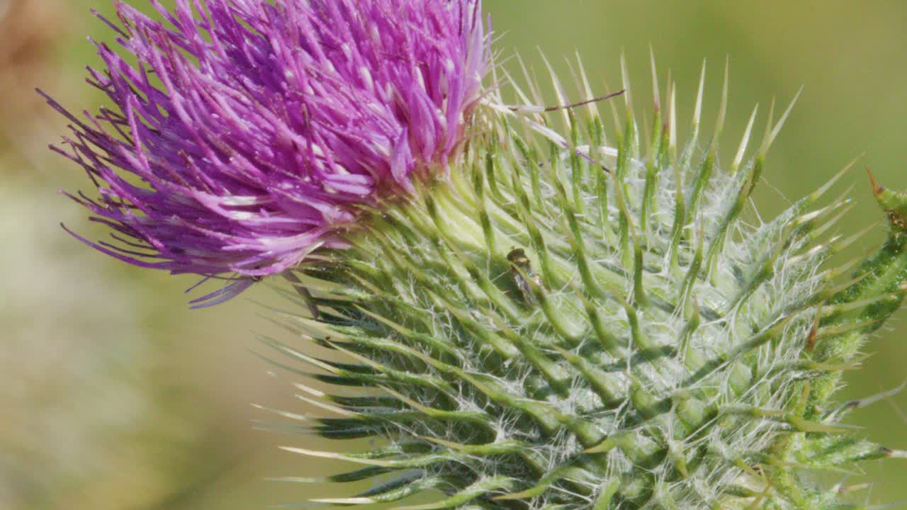 A vibrant purple thistle flower sways slightly in the wind, captured in macro detail with soft natural daylight and a blurred green background
