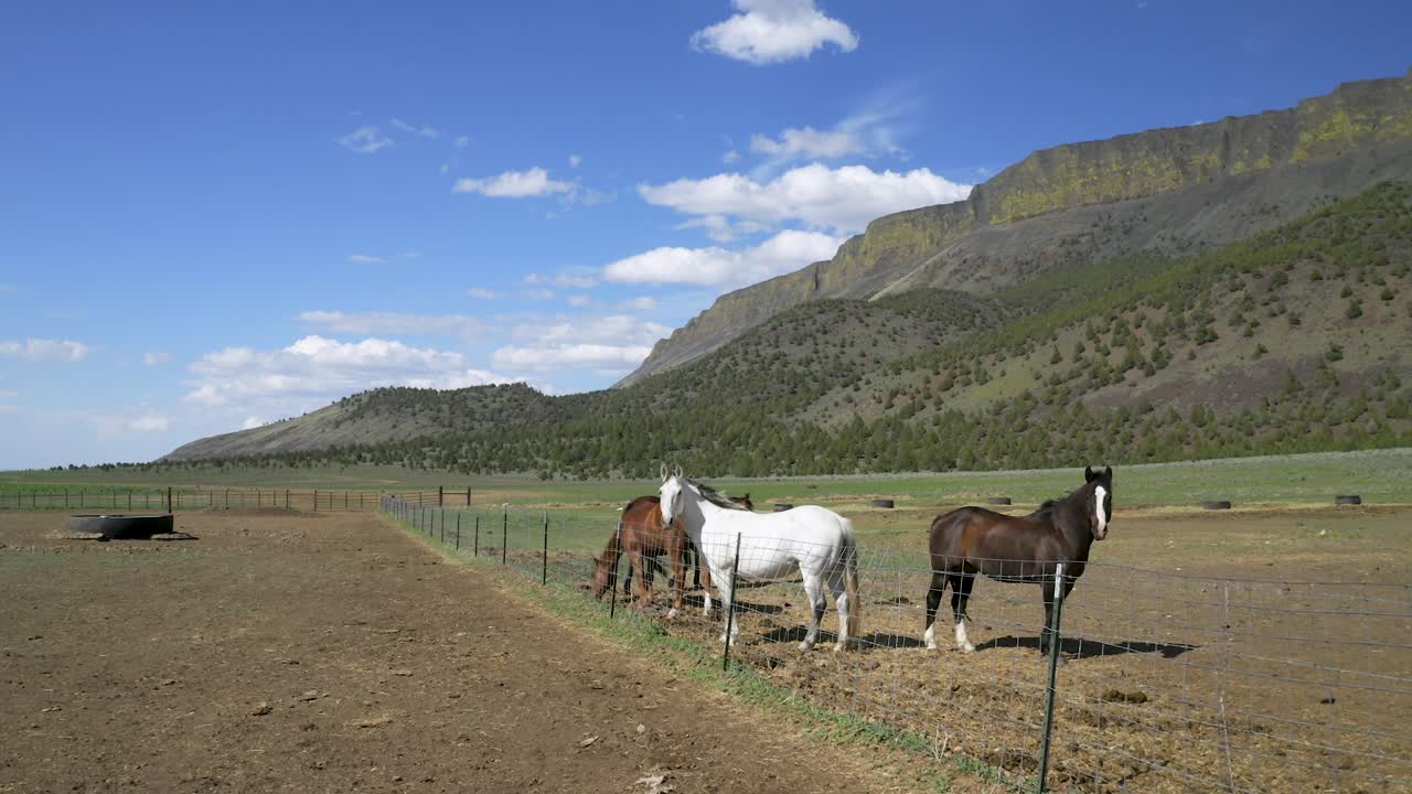 caballos de pie junto a la valla en un campo abierto en abert rim en el condado de lake, oregon