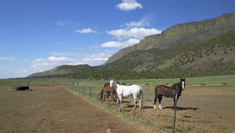 Pferde-Stehen-Am-Zaun-Auf-Freiem-Feld-Am-Abert-Rim-In-Lake-County,-Oregon