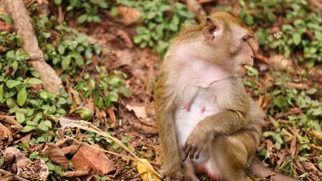 a monkey sits and observes its surroundings