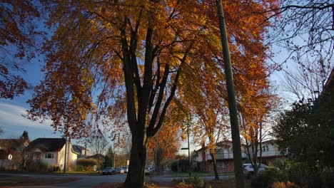 tall trees with autumn leaves near peaceful neighbourhood in east vancouver, canada