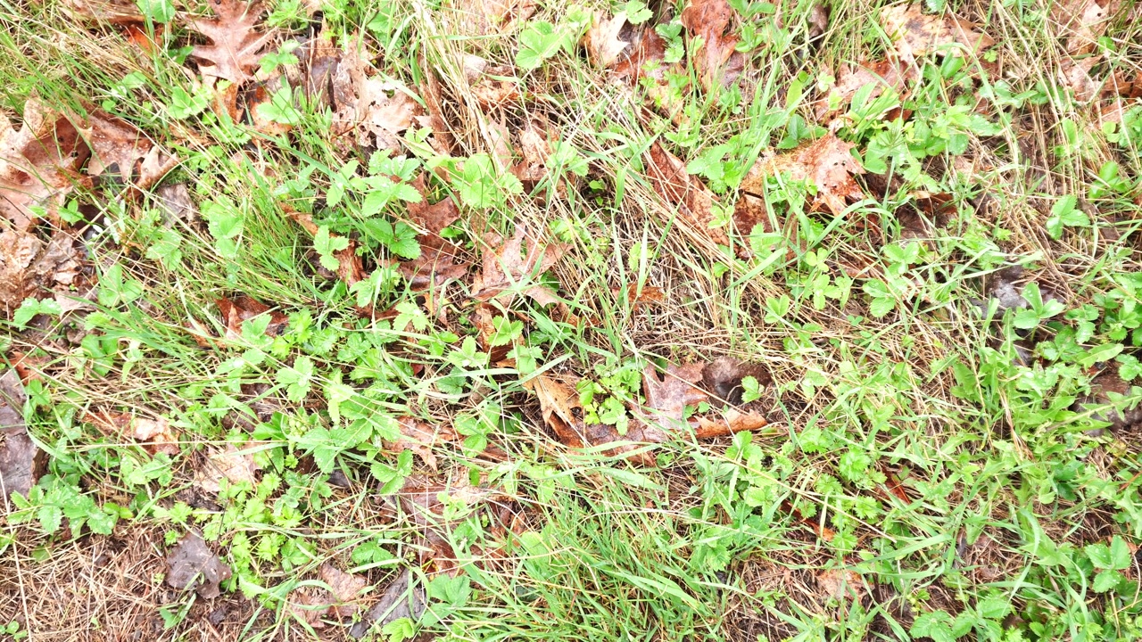 Vista aerea a pieno formato di vegetazione stagionale mista, caratterizzata da fili d'erba verdi, foglie di trifoglio e sparse foglie di quercia autunnali secche e marroni sul suolo della foresta.