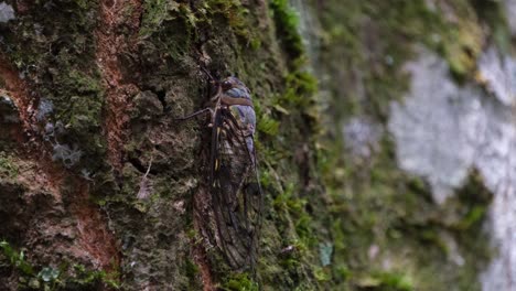 descansando en la corteza musgosa de un árbol en lo profundo del bosque mientras la cámara se aleja, cigarra, tailandia