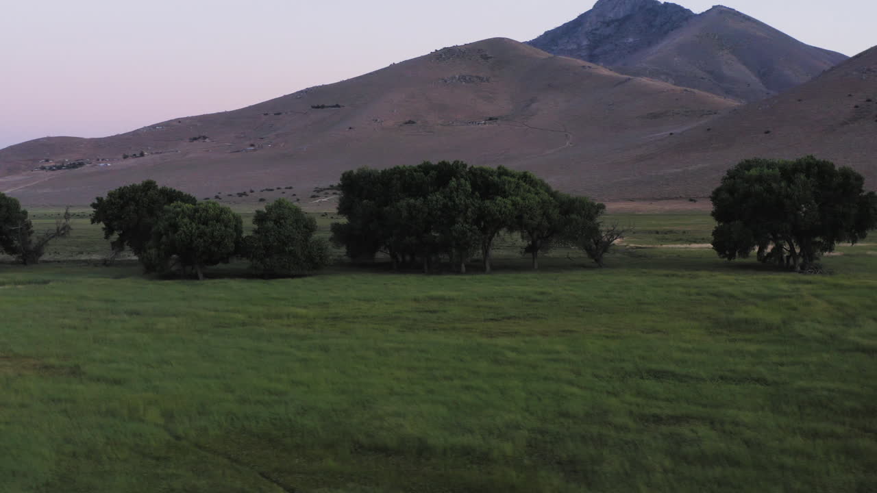 Grandi alberi si ergono nel mezzo della prateria con montagne sullo sfondo al crepuscolo, panoramica aerea a sinistra