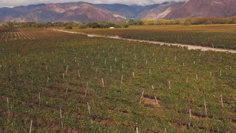un dron avanzando sobre viñedos en un día nublado, capturando la extensión de las plantaciones de uvas