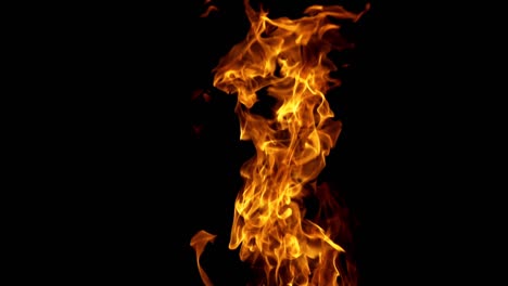 beautiful abstract bonfire burns up brightly at night. large orange flame isolated on dark background.