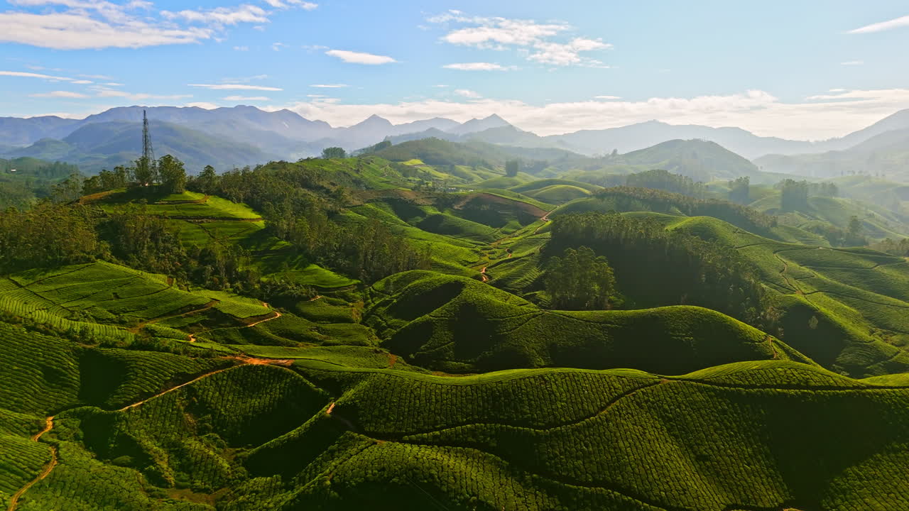 Ripresa aerea ascendente delle splendide piantagioni di tè verde di Munnar, nell'assolata India