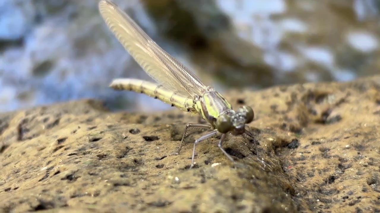 Libellula a riposo su una roccia vicino a un ruscello che scorre