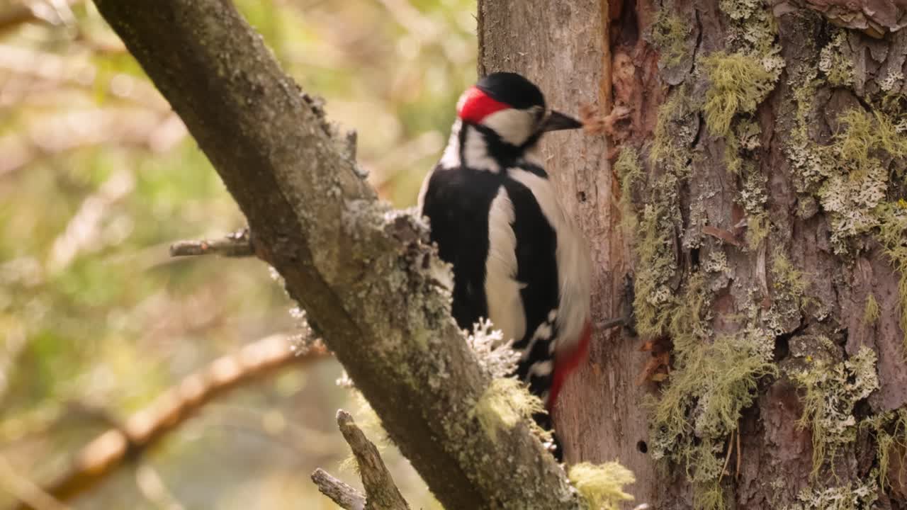 gran pájaro carpintero manchado en un árbol en busca de comida. gran carpintero manchado (dendrocopos major) es un carpintero de tamaño mediano con plumaje negro y blanco y una mancha roja en la parte inferior del vientre
