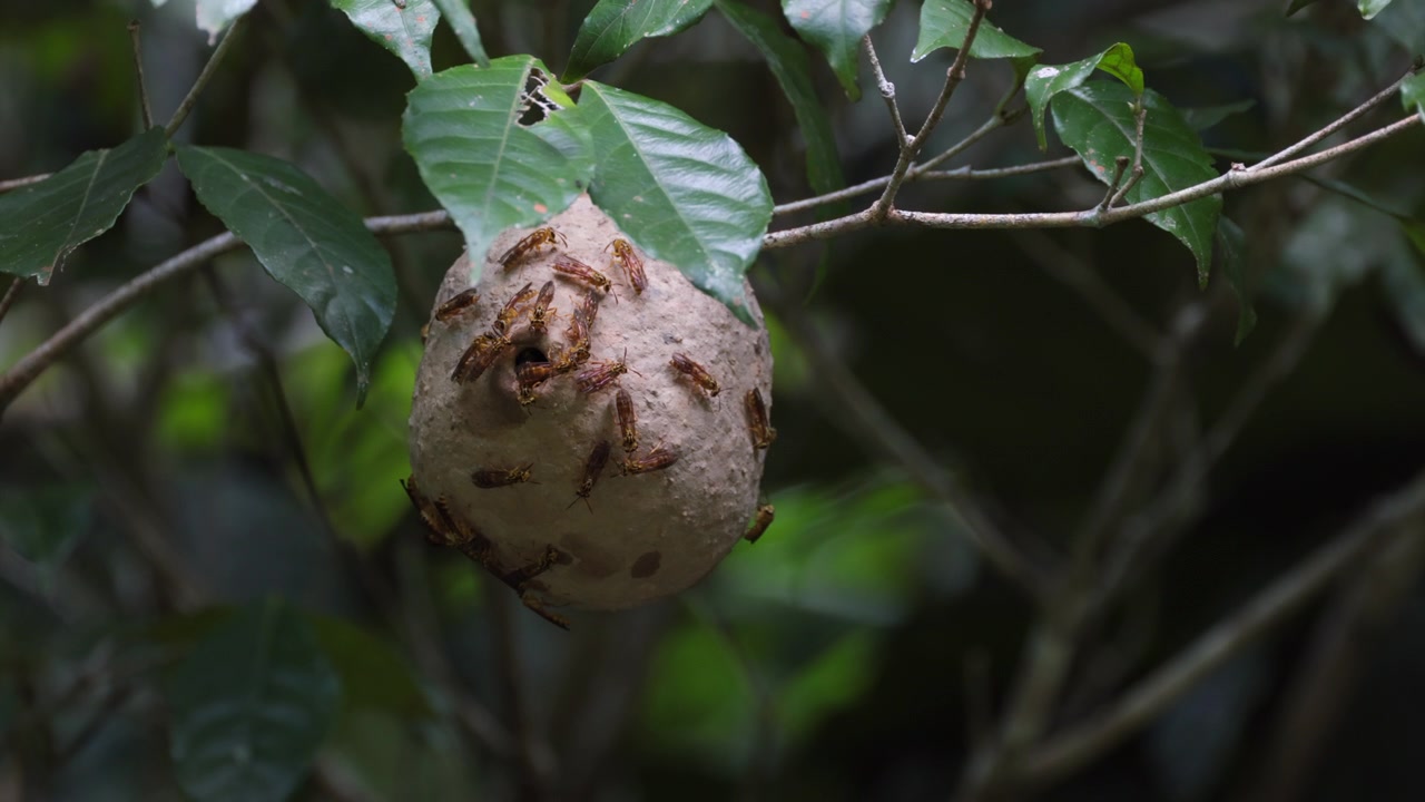 Eteläamerikkalainen parveilemalla pesivä ampiainen Polybia emaciata on harvinainen eusosiaalinen Vespidae-laji, koska se rakentaa mutapesänsä trooppiseen sademetsään.
