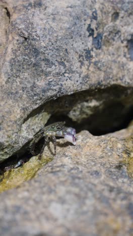 vertical view of small sea crab walk into rock hole at beach, mallorca