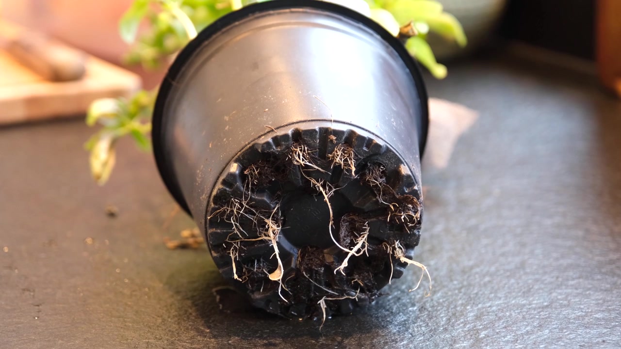 Una ripresa ravvicinata cattura radici bianche di piante che emergono da un vaso di plastica nero, luccicanti di umidità, mostrando la crescita naturale e l'ambiente umido