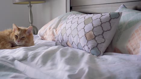 slow motion reveal of fluffy orange cat licking and scratching on brightly colored bed