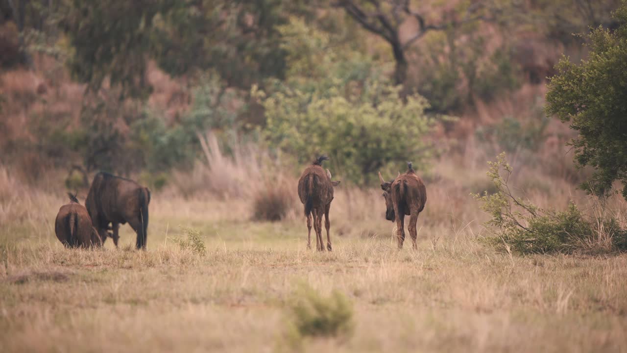 ñus comunes pastando en la sabana africana azotada por el viento