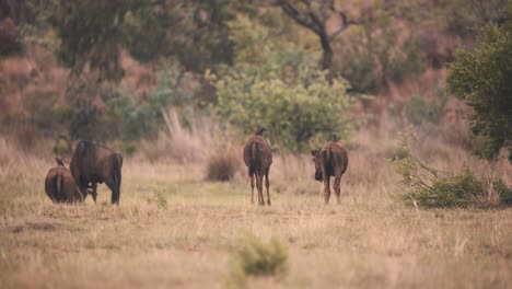 Gemeinsame-Gnus,-Die-In-Der-Windgepeitschten-Afrikanischen-Savanne-Grasen