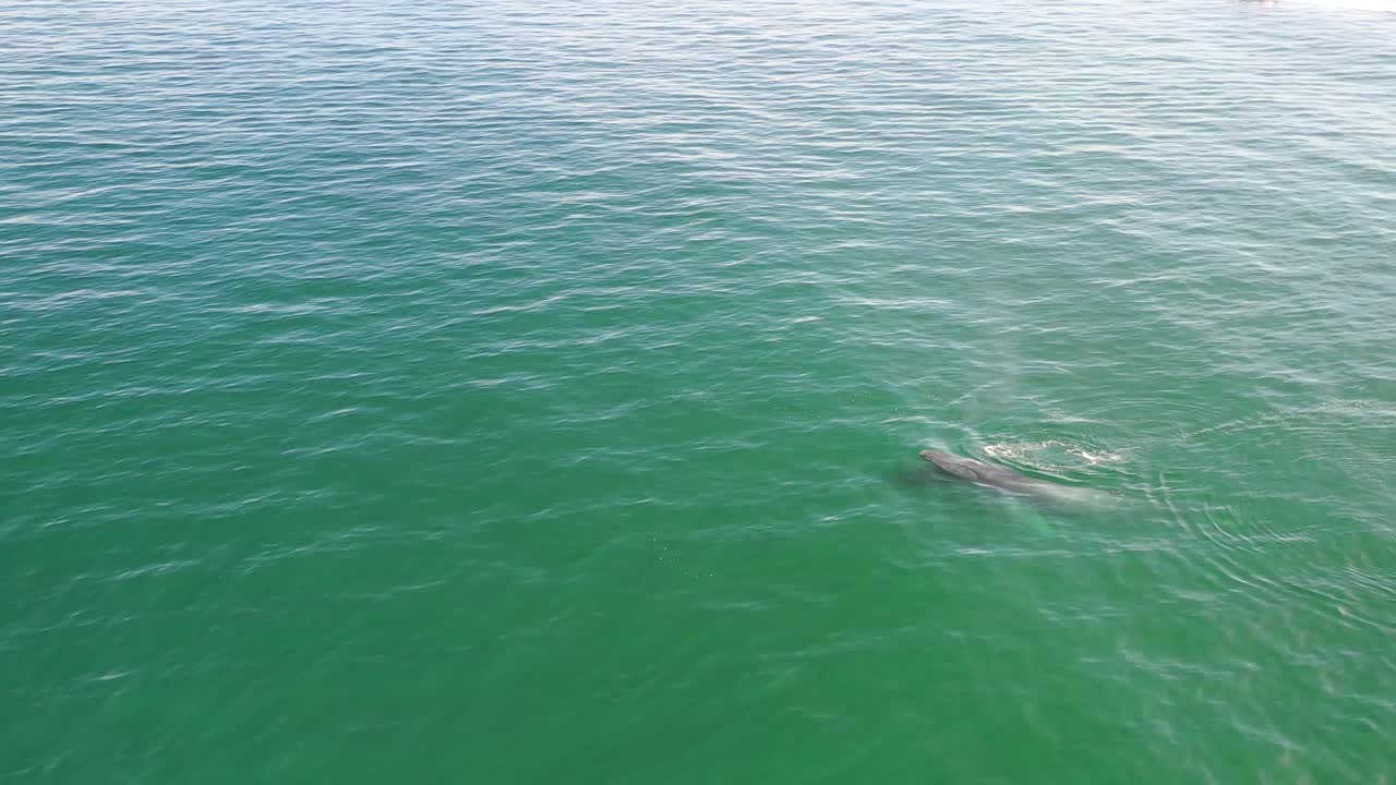 vista aérea de una ballena jorobada madre y bebé nadando en aguas tranquilas del océano azul, ballena jorobada escupiendo, ballena jorobada con su hijo