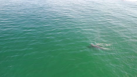 Aerial-view-of-a-mother-and-baby-humpback-whale-swimming-in-calm-blue-ocean-water,-humpback-whale-spouting,-humpback-whale-with-its-child