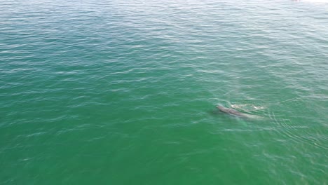 vista aérea de una ballena jorobada madre y bebé nadando en aguas tranquilas del océano azul, ballena jorobada escupiendo, ballena jorobada con su hijo