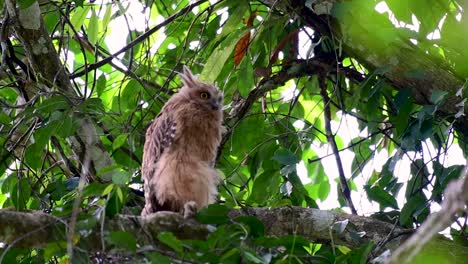 Die-Buffy-Fish-Owl-Ist-Eine-Große-Eule-Und-Doch-Die-Kleinste-Unter-Den-Vier-Fischeulen