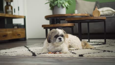 Boomer-dog-sniffs-and-licks-chew-toy-sitting-on-living-room-rug,-medium-shot