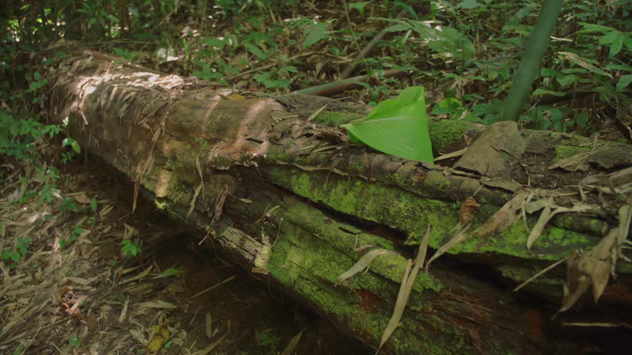 Forest floor with fallen log in lush Chiang Rai jungle setting