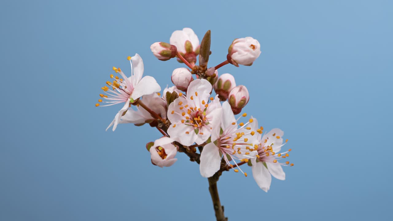 macro lapse de tiempo flores de árbol de albaricoque floreciendo en la pantalla azul