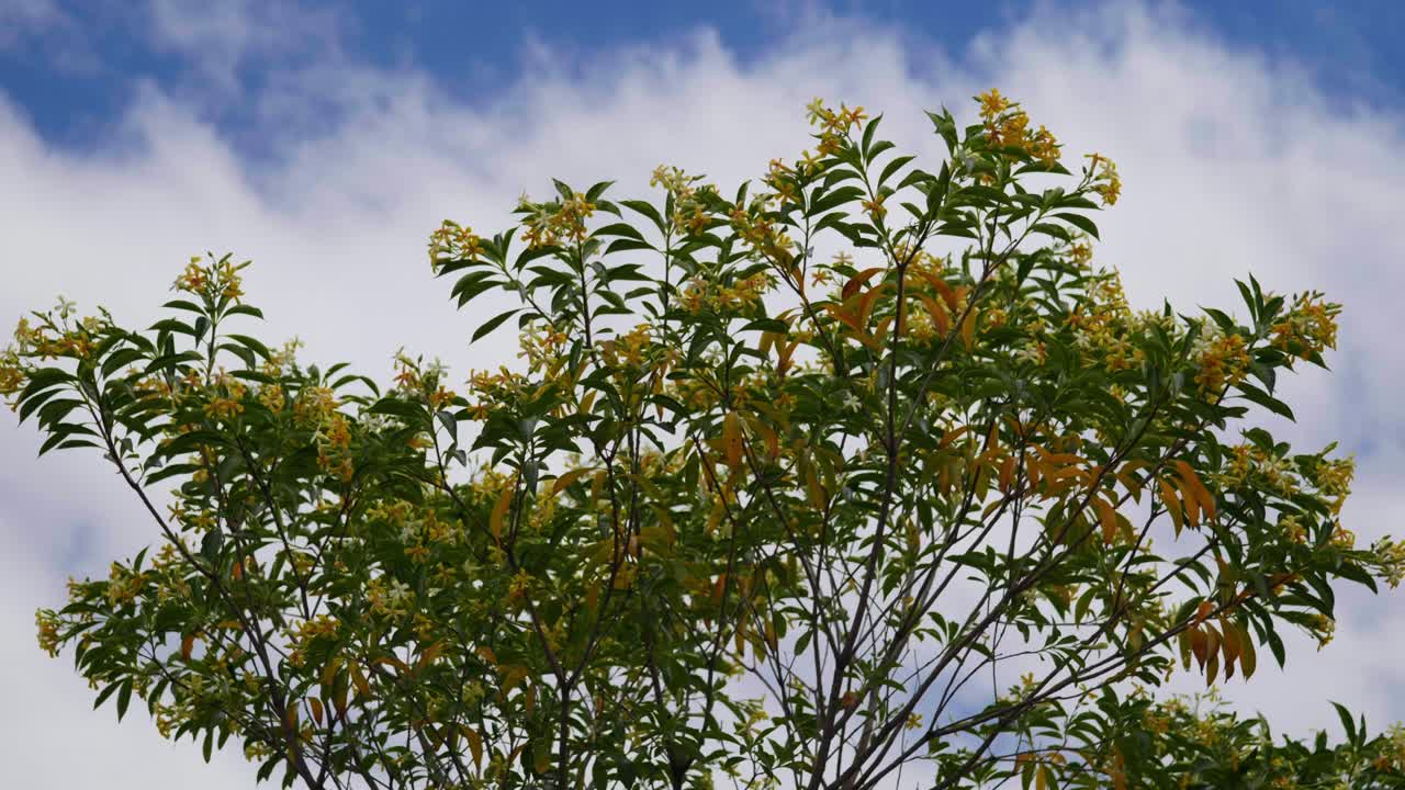 Yellow blossoms sway gently on a tree as soft clouds drift overhead, creating a peaceful nature moment with subtle movement and warm tones