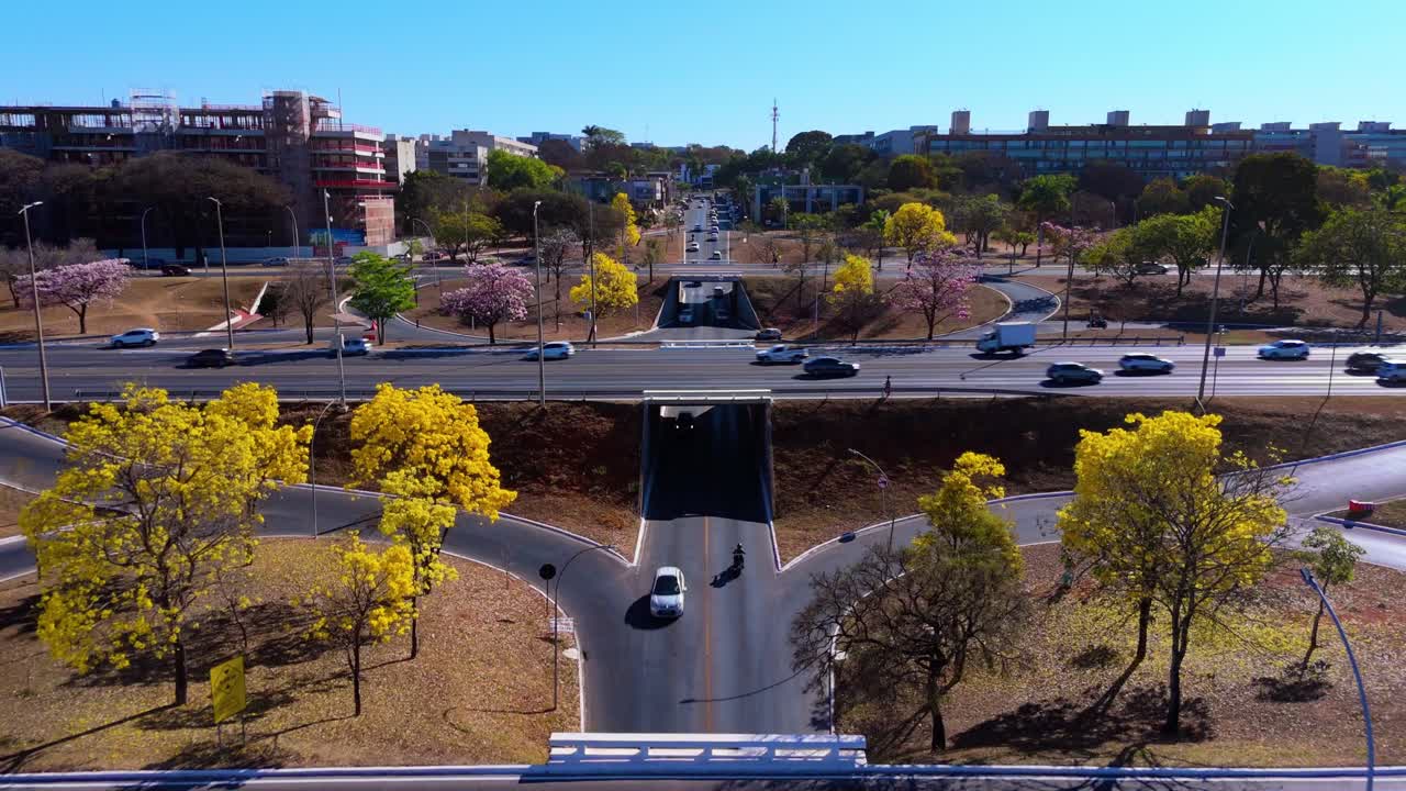 브라질 의 노란색 이페 나무 들 의 세부 사항 - 브라질