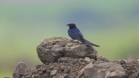 pair of black drongos perching on the rocks, one flies away