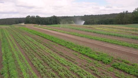 Landwirtschaftliches-Feld-Auf-Dem-Land