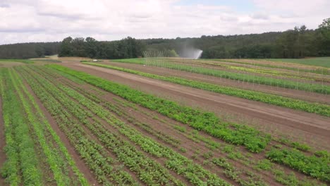 campo agrícola en el campo