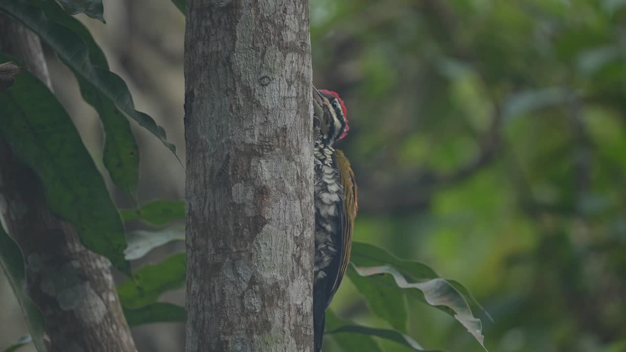 Common Flameback woodpecker clinging to the side of a tree trunk