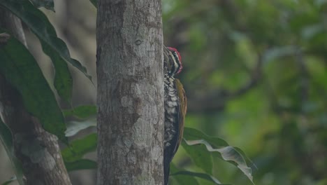common flameback woodpecker clinging to the side of a tree trunk