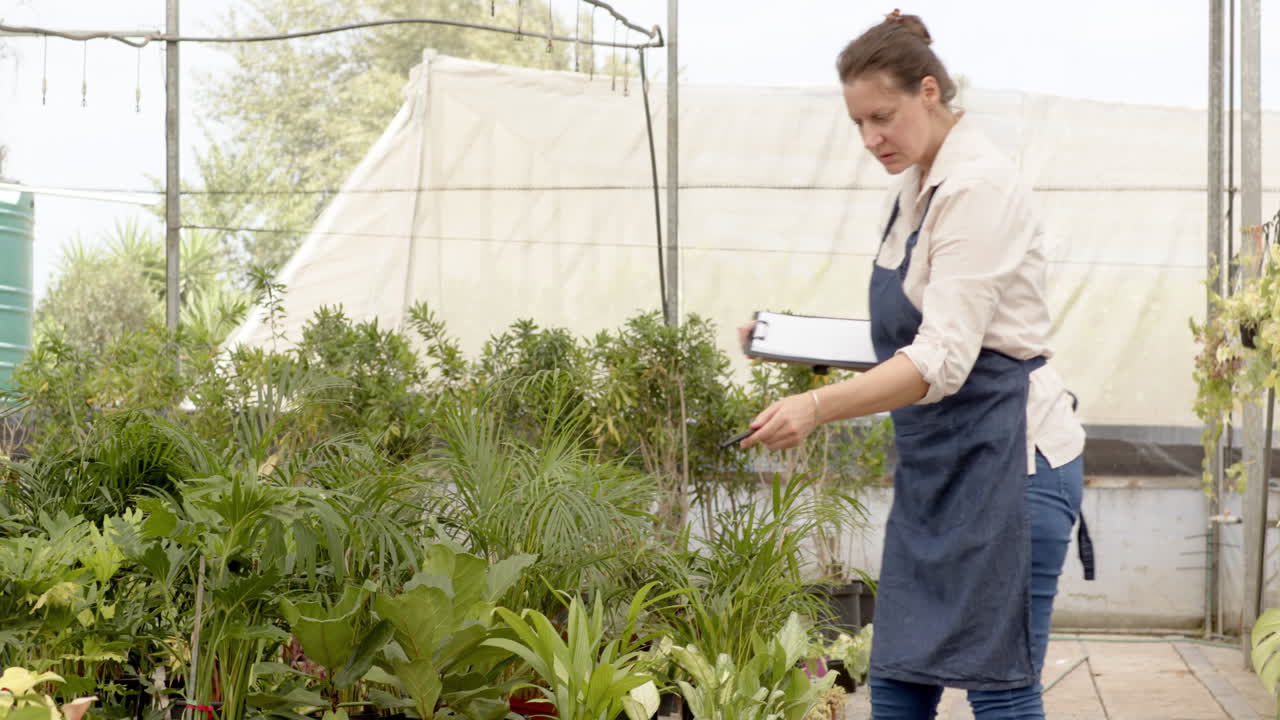 Green plants thriving in greenhouse nursery, showcasing lush foliage and growth