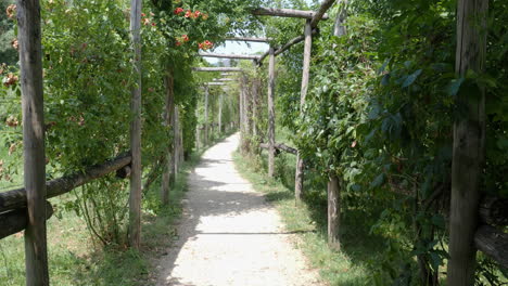 a stone path with a wooden trellis covered in vines