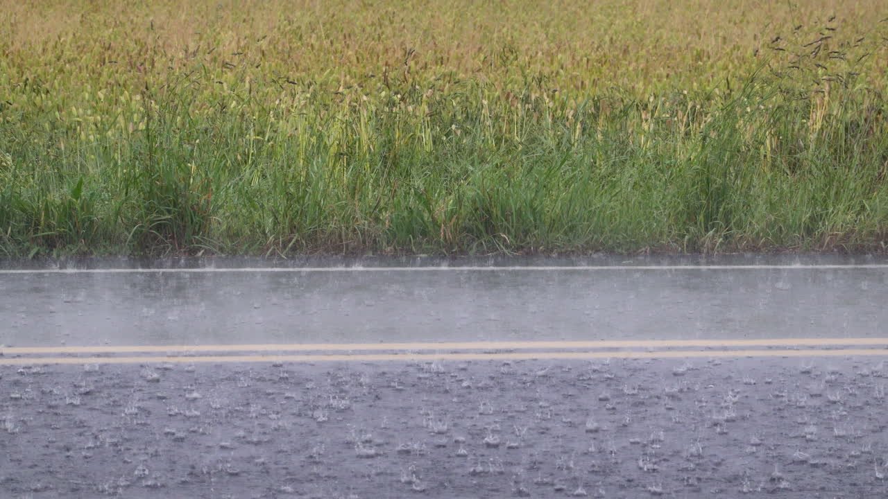 폭우가 쏟아지는 동안 길 건너 밀밭을 바라보고 있습니다.