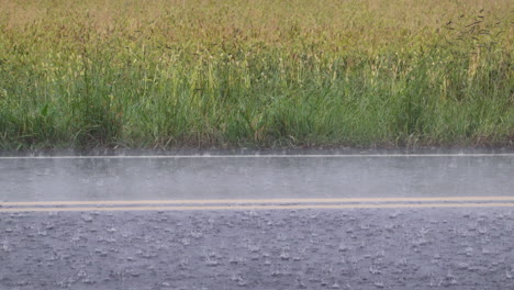 Mirando-Al-Otro-Lado-De-La-Carretera-Hacia-Un-Campo-De-Trigo-Durante-Un-Fuerte-Aguacero