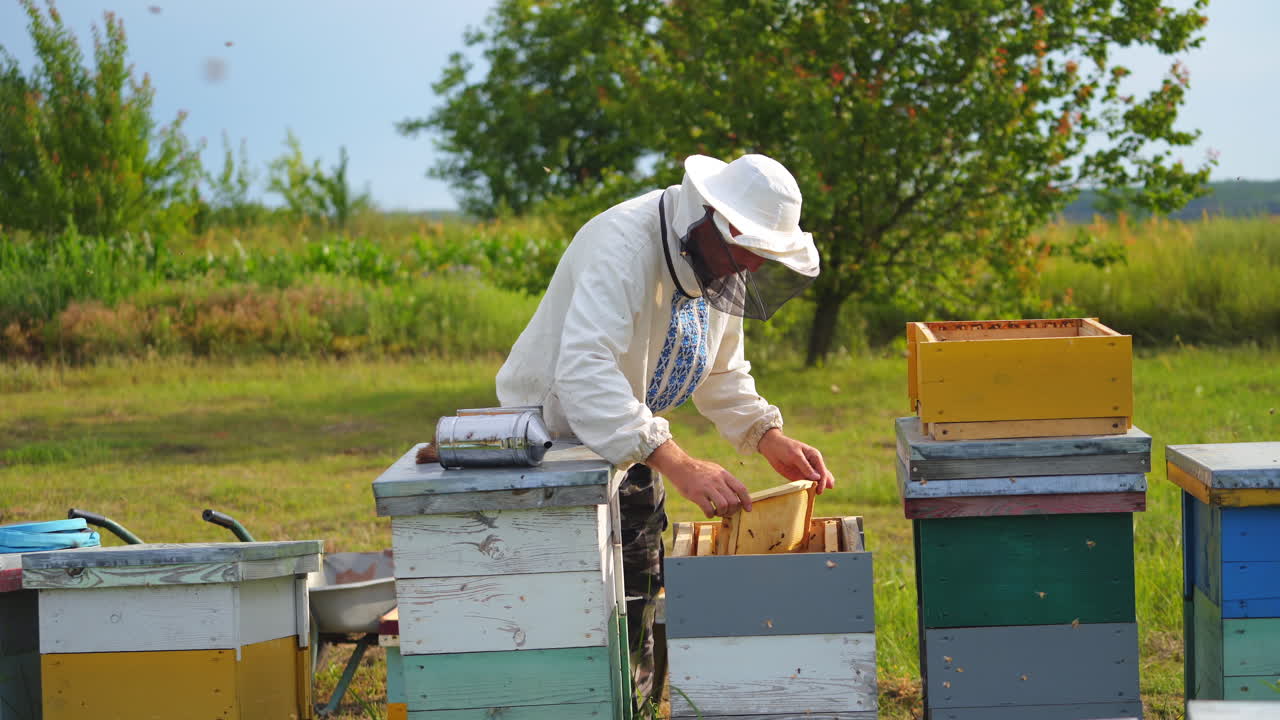 Honey cells in hands of apiary owner. Male beekeeper works near bee hives. Summer time in garden. Apiculture concept.