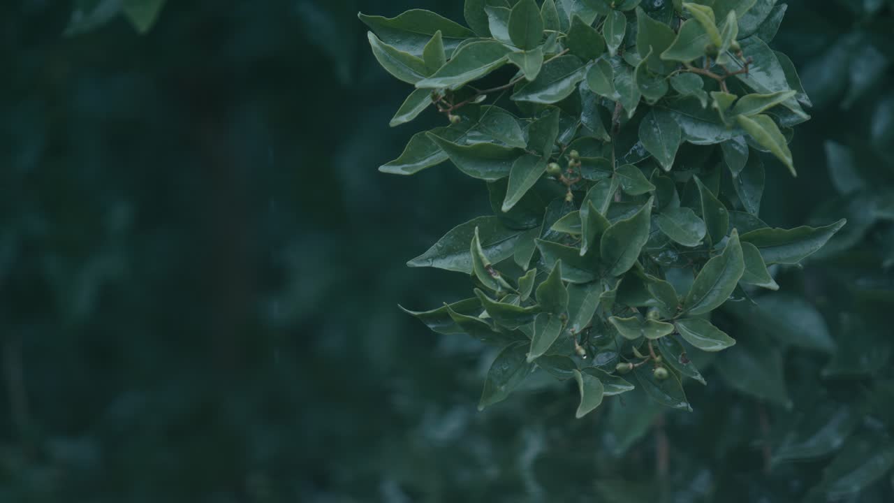 Monsoon brings heavy rainfall to India and Bangladesh