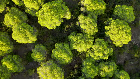 Copas-De-Los-Pinos-Piñoneros-Del-Bosque-De-Pinos-De-Cartaya-Cerca-De-La-Ciudad-De-El-Rompido,-Andalucía,-España,---Vista-Aérea-De-Arriba-Hacia-Abajo-Zoom-Lento-Desde-Arriba