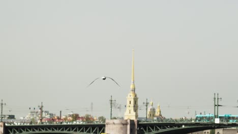 bird flies over the water against the backdrop of a beautiful city