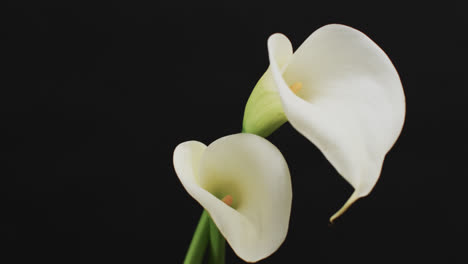 video of white kalia flowers with copy space on black background