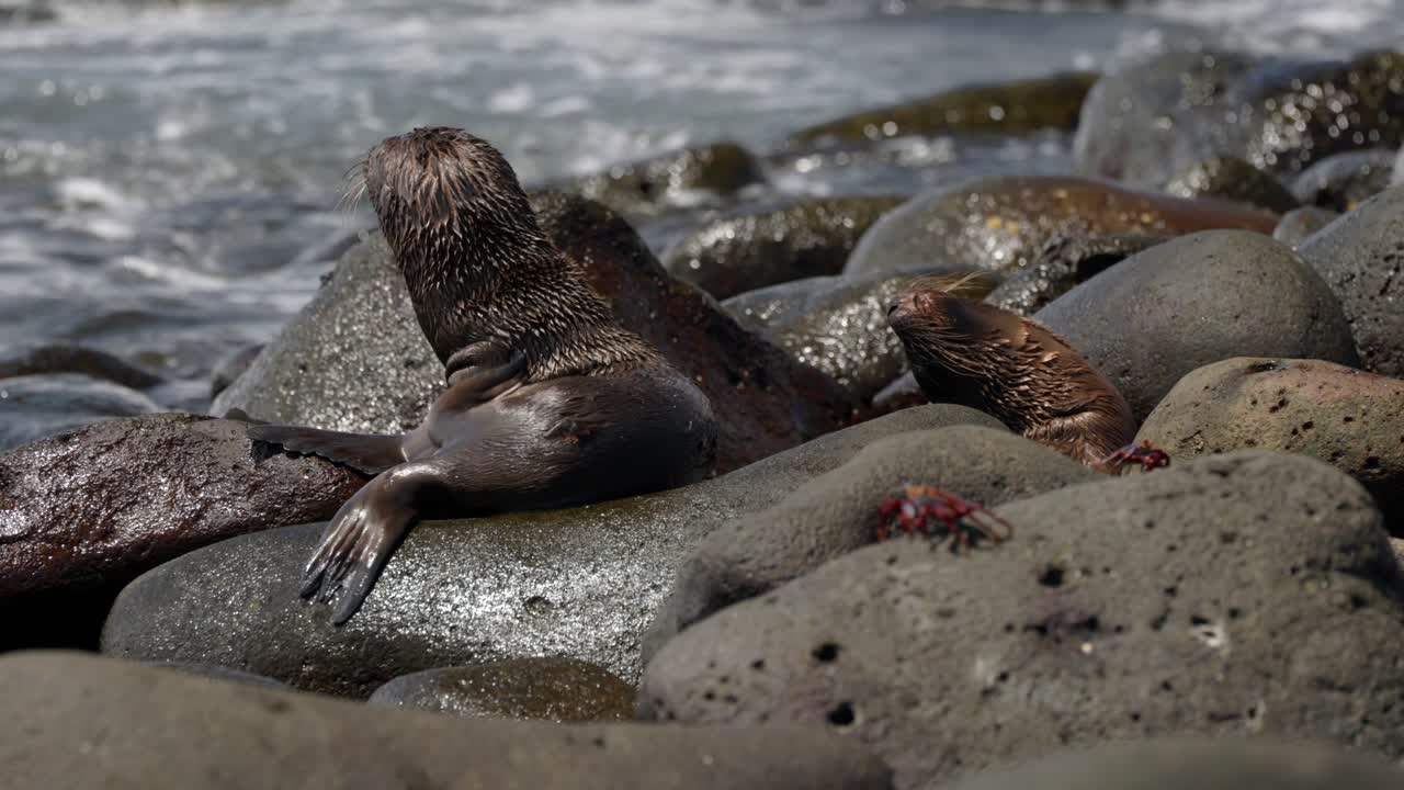 Two young Gal&aacute;pagos sea lions scratch and relax on bouldery beach whilst as waves crash over the rocks, on North Seymour Island, in the Gal&aacute;pagos Islands, Ecuador